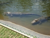 cape_may_zoo_alligators_oct19_201pm