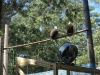 cape_may_zoo_bald_eagl_oct19_202pm