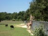 cape_may_zoo_giraffes__oct19_202pm