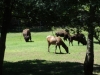 cape_may_zoo_grazers_oct19_202pm