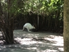 cape_may_zoo_kangaroo_oct19_201pm