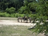 cape_may_zoo_zebras_oct19_201pm